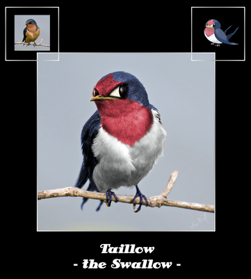 Nia Wolf: PokéReal #276 Taillow, the Swallow